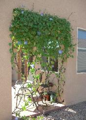 VINE ROD TRELLIS WITH MORNING GLORIES
